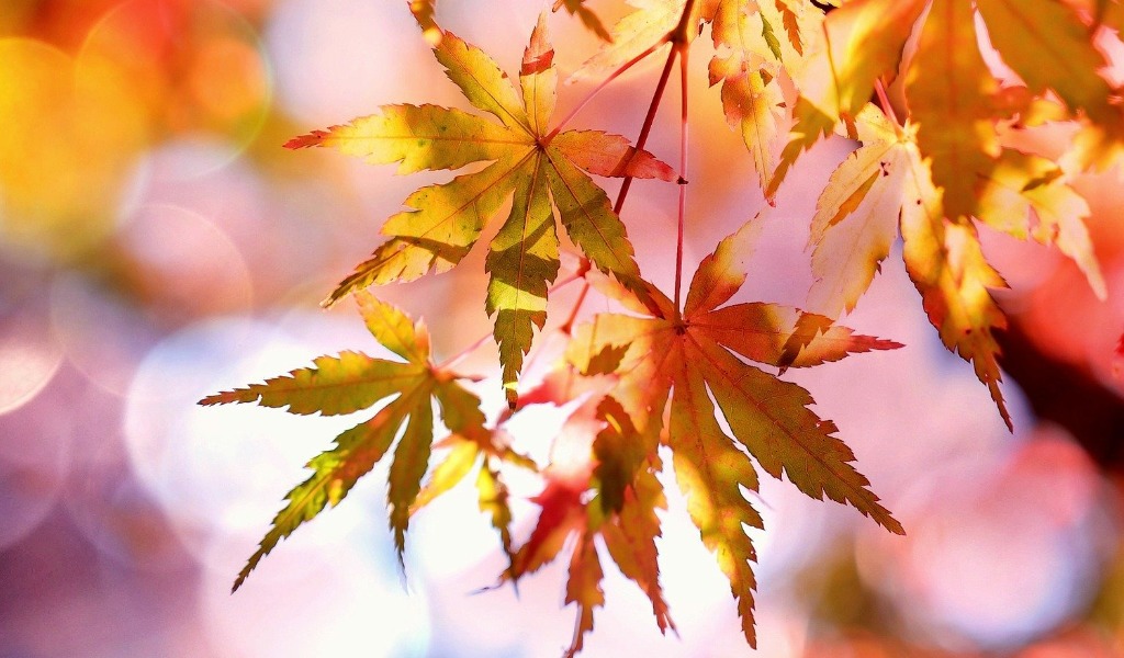 秋の紅葉と温泉をイメージした画像です。