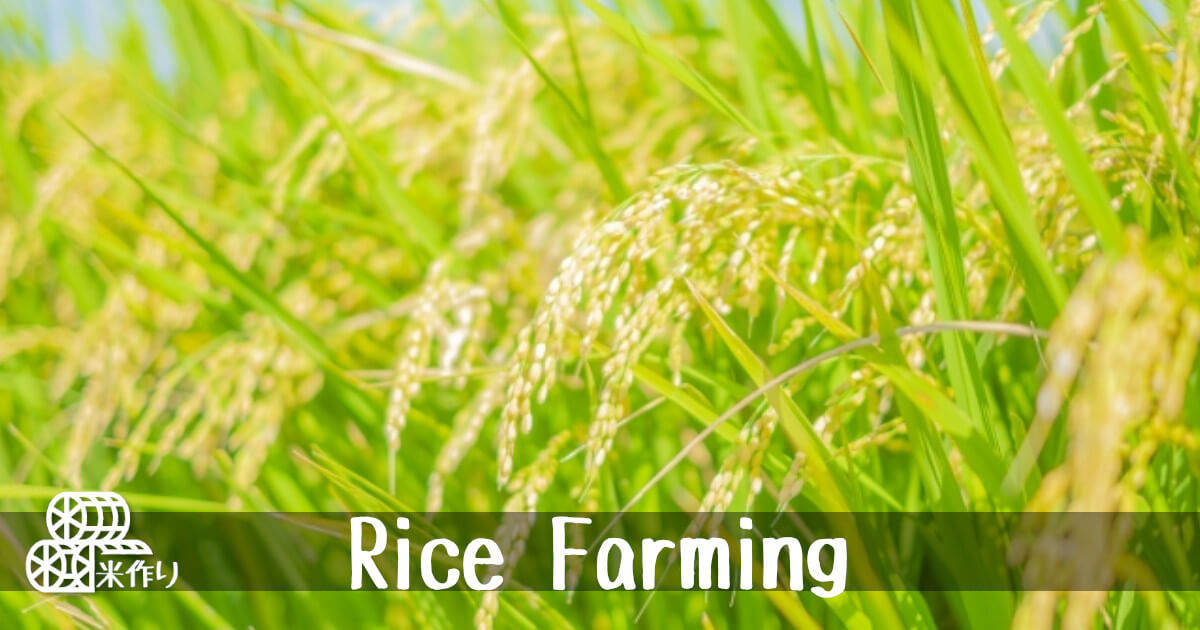 「米作り」のカテゴリーをイメージした画像です。