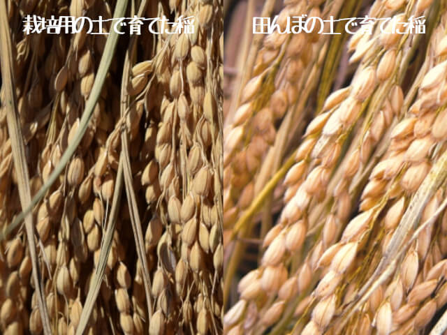 田んぼの土と栽培用の土で育てた籾の色を比較した画像です。