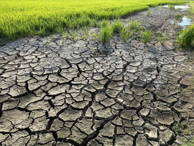 稲作に関する水不足をイメージした画像です。
